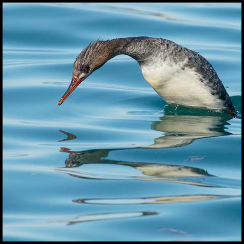 Red-breasted Merganser