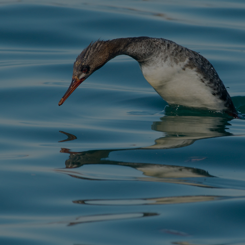 Red-breasted Merganser