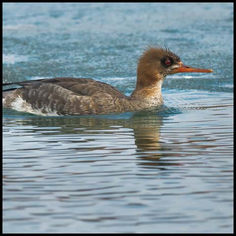 Red-breasted Merganser