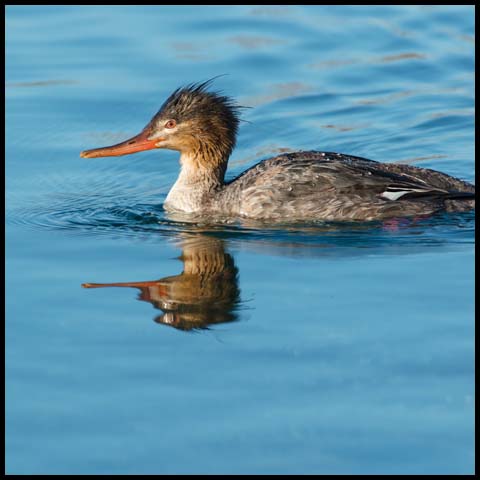 Red-breasted Merganser