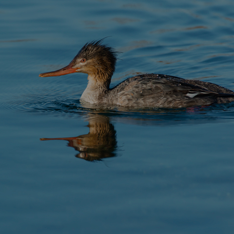 Red-breasted Merganser