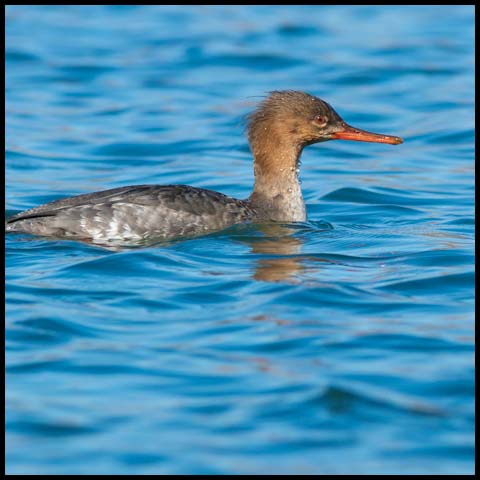 Red-breasted Merganser