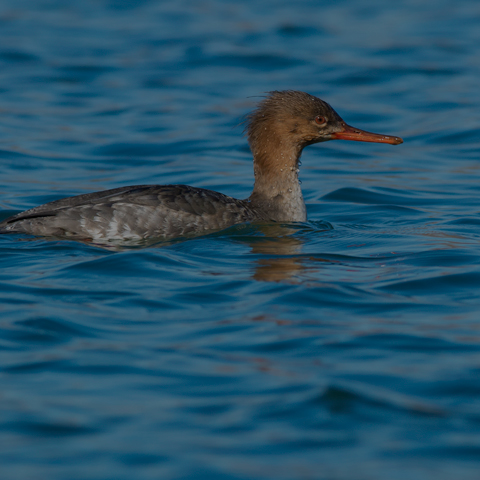 Red-breasted Merganser