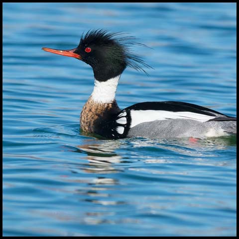 Red-breasted Merganser