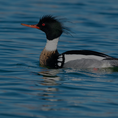 Red-breasted Merganser