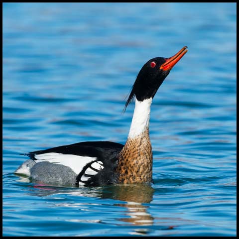 Red-breasted Merganser