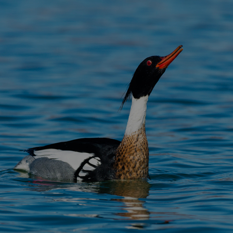 Red-breasted Merganser