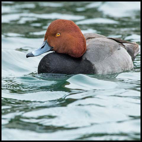 Redhead