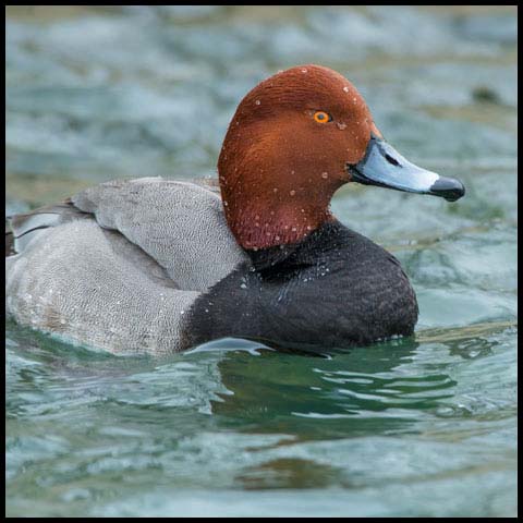 Redhead