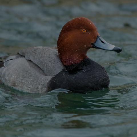 Redhead