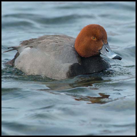 Redhead