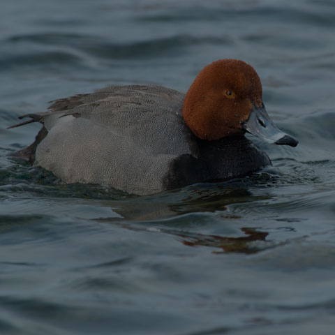 Redhead