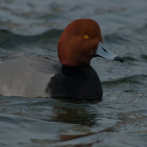 Redhead