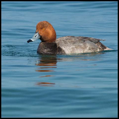 Redhead