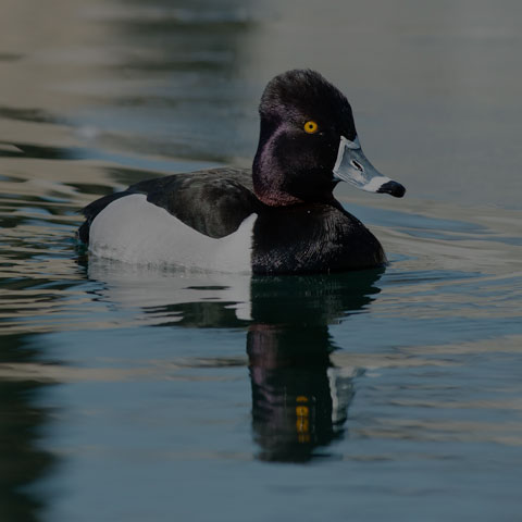 Ring-necked Duck