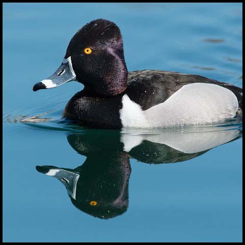 Ring-necked Duck