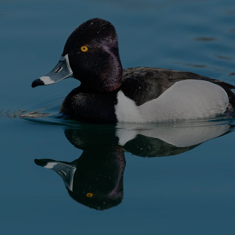 Ring-necked Duck