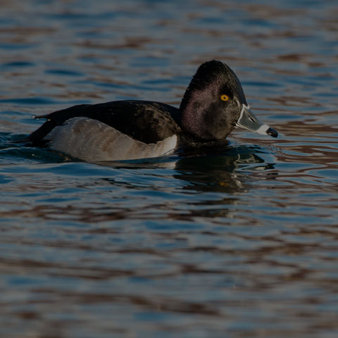 Ring-necked Duck