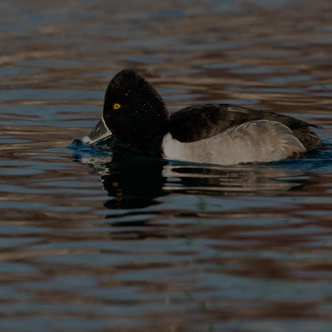 Ring-necked Duck