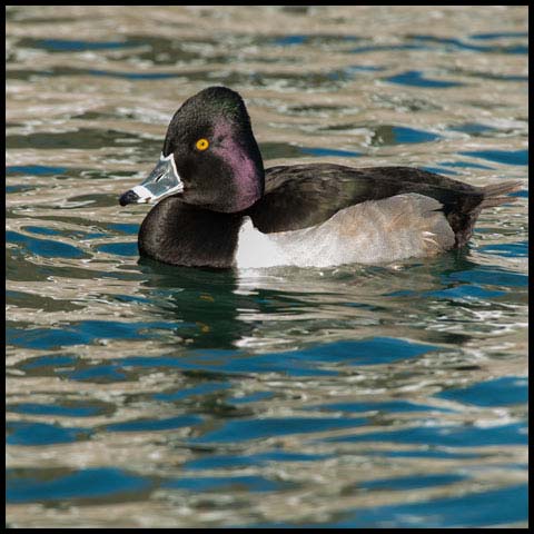 Ring-necked Duck