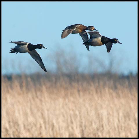 Ring-necked Duck