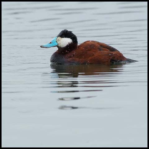 Ruddy Duck