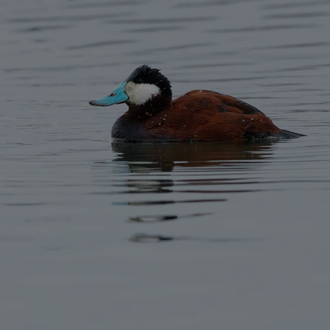Ruddy Duck