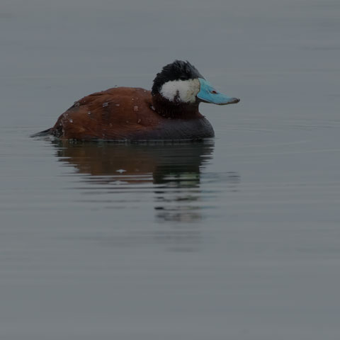 Ruddy Duck