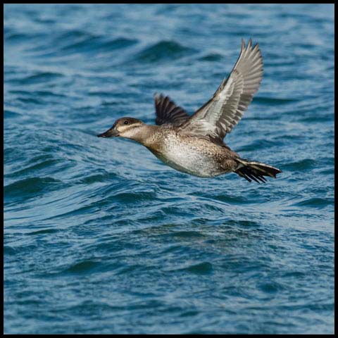 Ruddy Duck