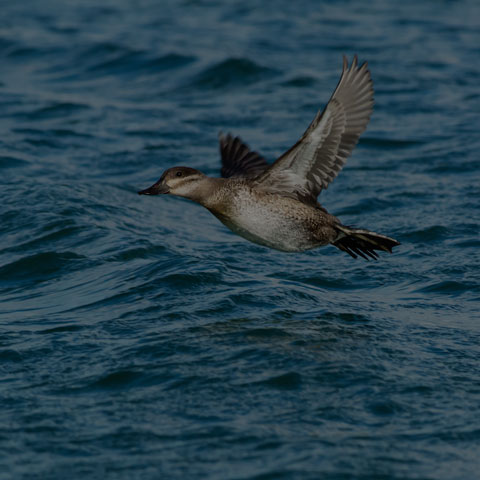 Ruddy Duck