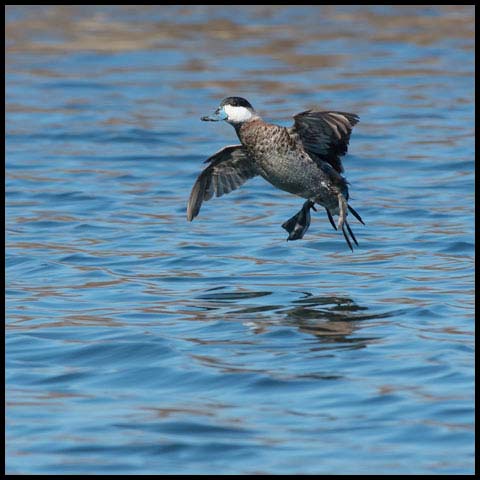 Ruddy Duck