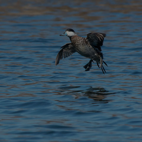 Ruddy Duck