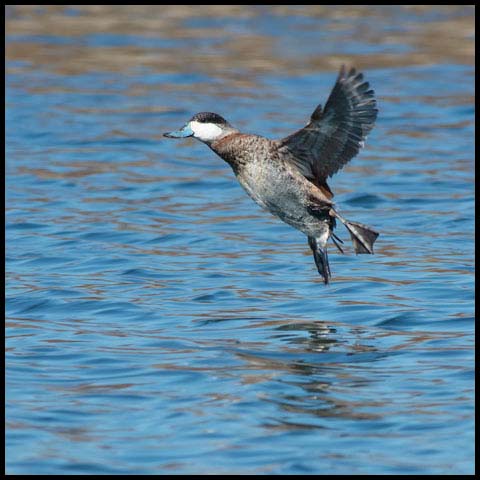 Ruddy Duck