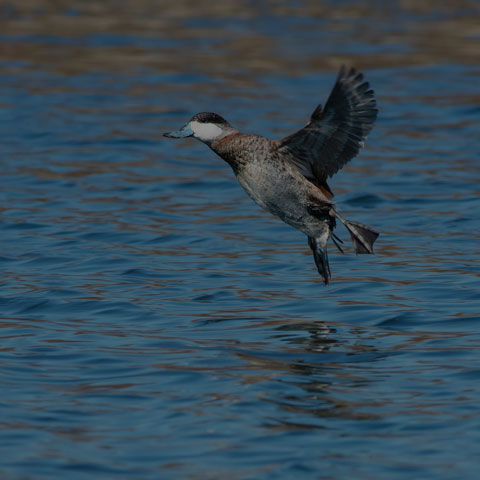 Ruddy Duck