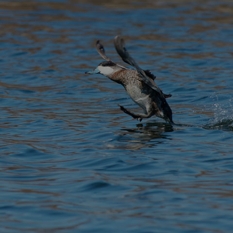 Ruddy Duck