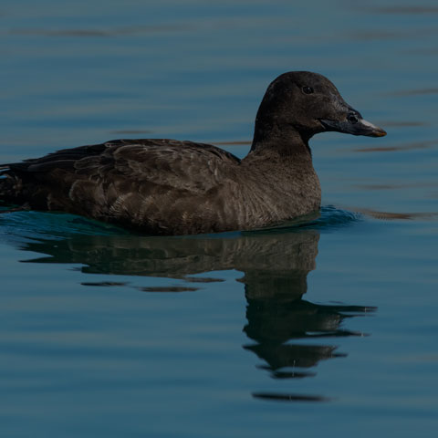 White-winged Scoter
