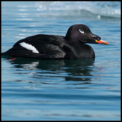 White-winged Scoter