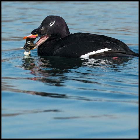 White-winged Scoter