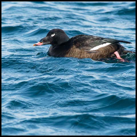 White-winged Scoter