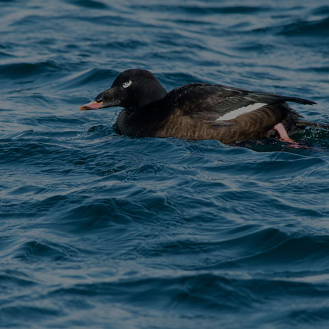 White-winged Scoter