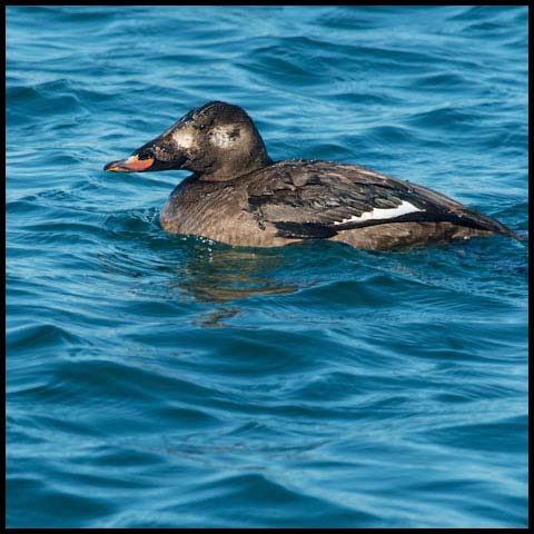 White-winged Scoter