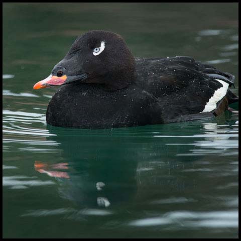 White-winged Scoter