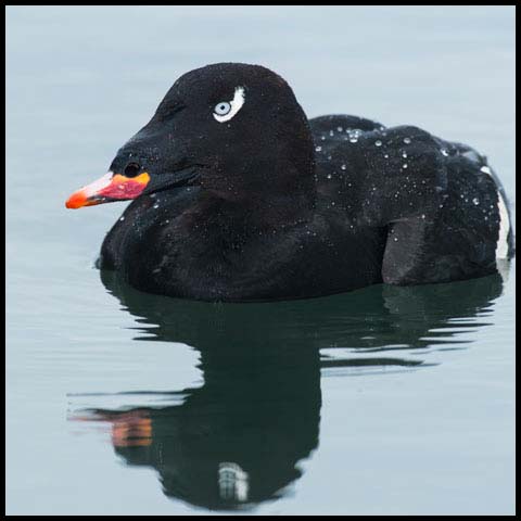 White-winged Scoter