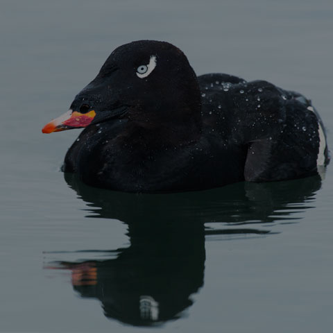 White-winged Scoter