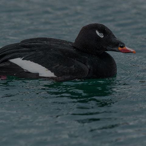 White-winged Scoter