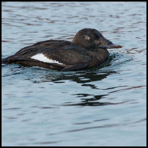 White-winged Scoter