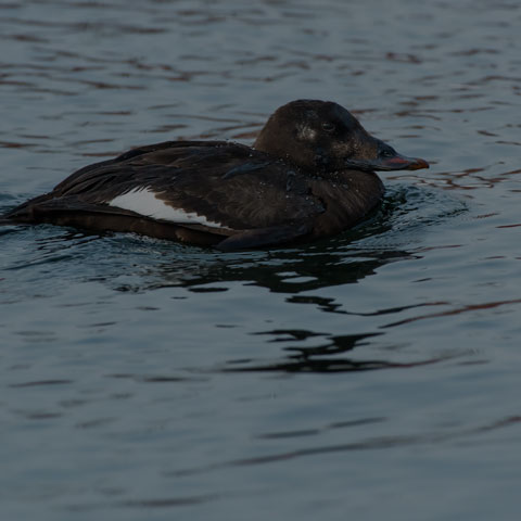 White-winged Scoter