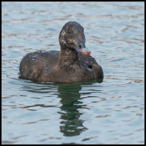 White-winged Scoter