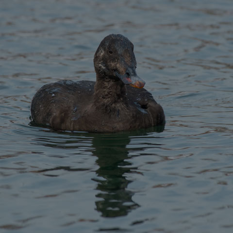 White-winged Scoter