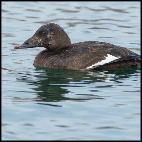 White-winged Scoter